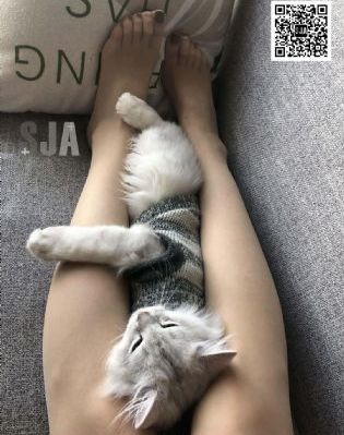 奥德赛巴莱